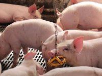 Tönnies en Westfleisch lopen uit op collega's door vertrek Vion