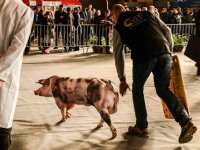 Innovatiedrang voert boventoon tijdens Agriflanders