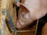 Varkens eten meer vochtrijke diervoeders