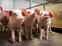 Mycoplasma-expert adviseert one shot