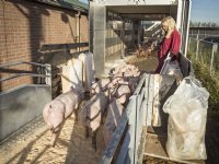 Biggenexport schakelt ruim 3 procent terug