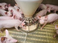 Denen vaccineren meer tegen darmaandoeningen
