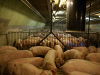 Jaar van de waarheid voor Hongaarse vleesindustrie