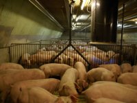 Hongarije verrassend Europees kostprijsleider in 2022