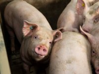 Sectorpromotie impuls geven met Jouw Pig Story