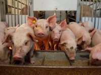 Gehydrolyseerd plasma geeft robuustere biggen