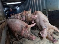 Adema: geen lagere temperatuur voor veetransport
