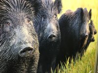 Laarsneus Italië getroffen door Afrikaanse varkenspest