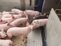 Europese Unie wil nieuwe regels voor diertransport dit jaar afronden