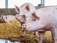 Stikstofbeleid belemmert groei biologische varkenshouderij
