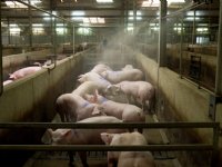 Transporteer varkens voordat het 22 graden is