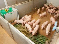 Bronaanpak goed tegen methaan, onvoldoende voor ammoniak