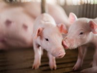 Webinar: Ondernemen in de varkenshouderij, wat kan wel?