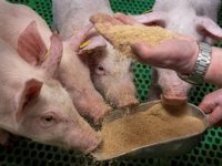 ForFarmers: 'Met Fluxx direct effecten te zien van gelijkmatige voeropname'