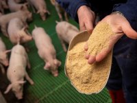 Fluxx-voer houdt darm big in beweging