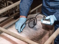 Uitslag conditie van zeugen meten verschilt per persoon