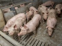 CBS-cijfers over stikstof en fosfaat geven vertekend beeld