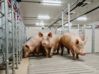Topigs Norsvin-varkens arriveren op Nucleus-bedrijf in Canada