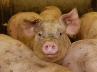Vleesrijk varken groeit goed op alternatieve grondstoffen