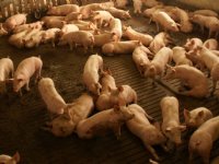 Hongaars MKZ-contactbedrijf met 10.000 varkens preventief geruimd