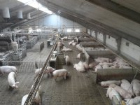 Adema: Convenant dierwaardige veehouderij is juiste aanpak
