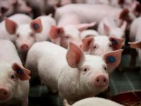ForFarmers-klanten verbeteren varkensprestaties