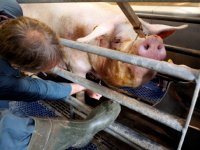 Deense varkenshouders moeten PRRS-status kennen