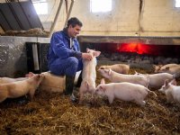 Denen vrezen teruggang biologische varkenshouderij