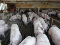 Uitbraak varkenspest bij zwijnen kost VS 80 miljard dollar