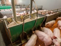 ForFarmers gaat streptokokken voortvarend te lijf