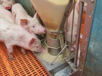 Bijtgedrag bij eiwitarm rantsoen voorkomen met aminozuren