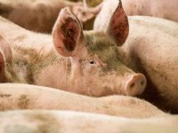Varkensinfluenza A treft persoon in Engeland