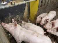 Varkenssector Vlaanderen krimpt sterk richting 2030