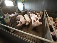 Aantal varkens in Nederland op niveau van 1983