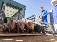 Westfleisch aast op overname drie Vion-vestigingen in Zuid-Duitsland