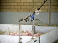 Meten wateropname gespeende big is weten