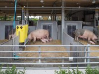 Open schuur opwarmertje voor varkensweekend