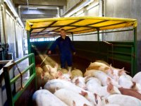 Reorganisatie Danish Crown moet 200 miljoen euro opleveren