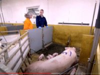 Finse en Zweedse aanpak krulstaarten bekijken