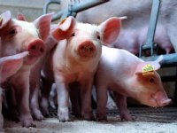 Additief Terragut essentieel voor gespeende big
