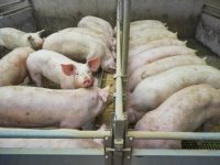 Varkenspest op grote bedrijven in Italië en Noord-Macedonië