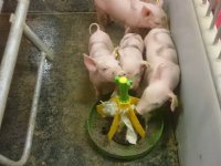 Ideeën voor veehouderij van morgen nodig