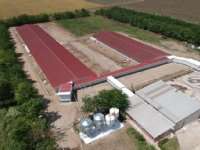 Roemenië stimuleert groei zeugenhouderij