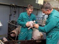 Grip op PRRS met management, bioveiligheid en vaccinatie