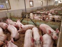Enkel varkens met krulstaarten in Noorwegen