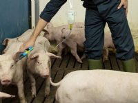 Duitse wetenschappers bevelen Improvac aan als optie