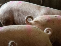 Met oude varkensrassen vermindert staartbijten niet