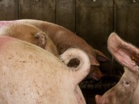 Plan van aanpak helpt dierwaardigheid in varkenshouderij vooruit