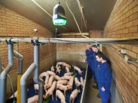 Biggen op de voet volgen met hightech in 'oude' stal