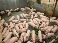 NVWA en LVVN updaten brochure hokverrijking